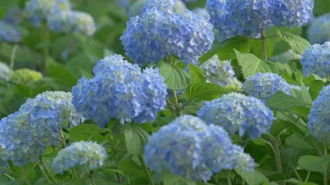 Blue hydrangea swaying in wind, close up Stock Footage 76045317
