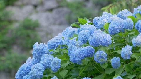 Blue hydrangea swaying in wind Stock Footage 76056358