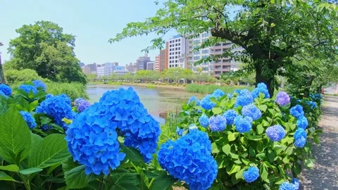 Blue hydrangea swaying in wind Stock Footage 153803430