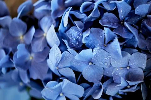 Blue hydrangea texture.Wallpapers for your desktop. With water droplets, dew Foto stock