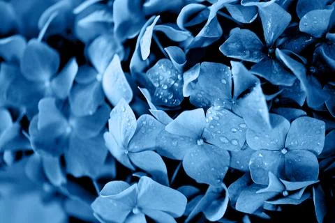 Blue hydrangea texture.Wallpapers for your desktop. With water droplets, dew Foto stock