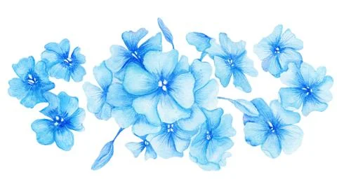 Blue Hydrangea Watercolor Illustration Stock Illustration