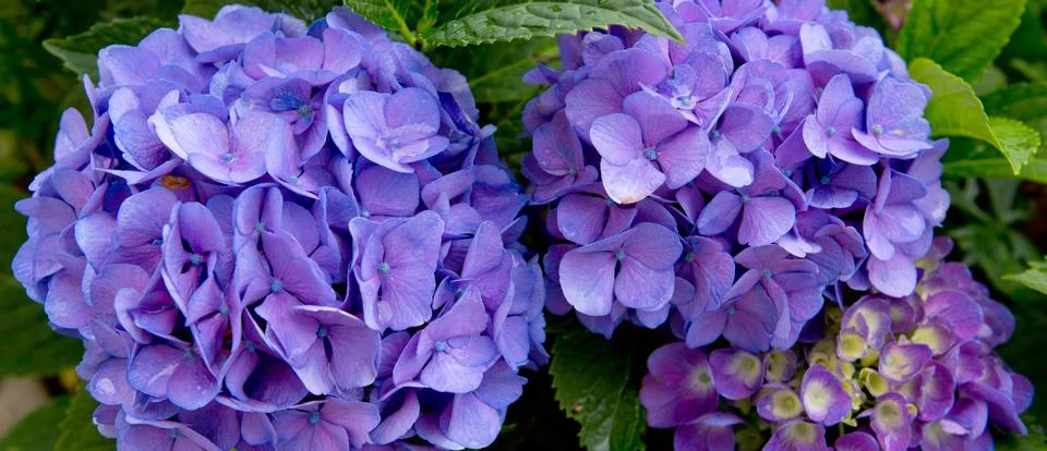 Blue Hydrangeas background. Stock Photos