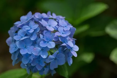 Blue hydrangeas close up Foto stock