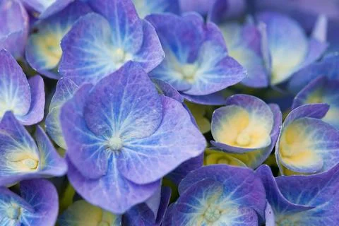 Blue hydrangeas close up in sunlight garden. Stock Photos
