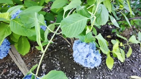 Blue Hydrangeas in a Flower Bed Stock Footage 322054271