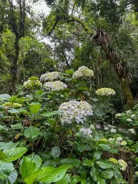 Blue hydrangeas in the forest. Stock Photos