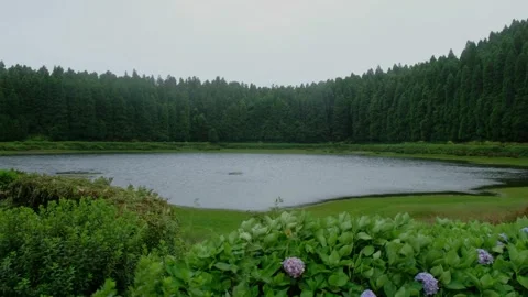Blue hydrangeas frame Lagoa das Eguas ringed by Japanese cedar, opener for Stock Footage 344530289