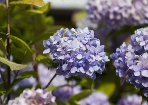 Blue hydrangeas in the garden Stock Photos