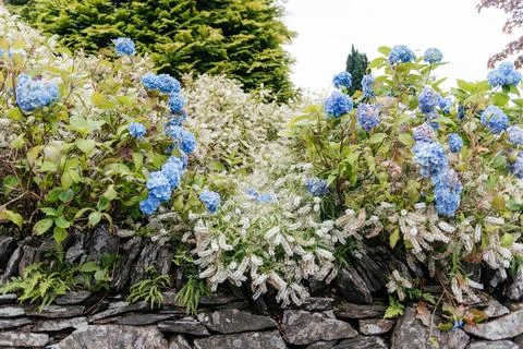 Blue Hydrangeas Growing Over Stone Wall Stock Photos