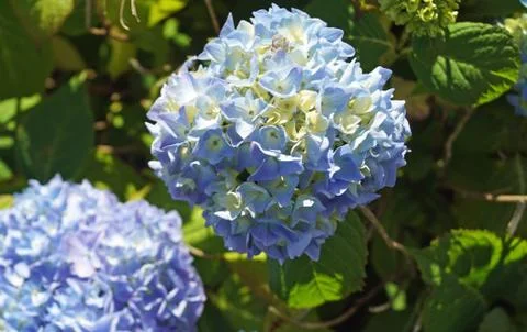 Blue hydrangeas Stock Photos