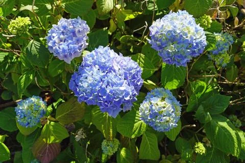Blue hydrangeas Stock Photos