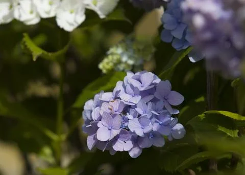 Blue hydrangeas Stock Photos