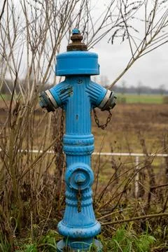 Blue Hydrant, Overgrown Stock Photos