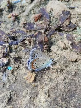 Blue Icarus Stockfoto's