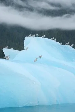 Blue iceberg Stock Photos