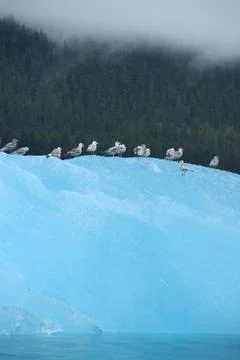 Blue iceberg Stock Photos