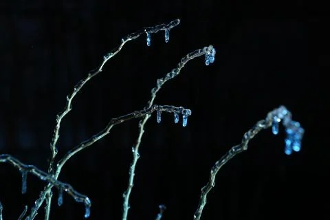 Blue icicles on tree branches close up photo Stock Photos