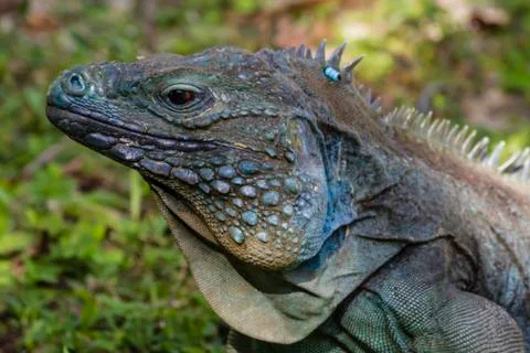 Blue Iguana Close-up Stock Photos
