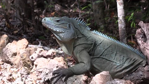 Blue Iguana Lizard Walking Moving Crawling on Trail Cayman Islands Conservation Vidéo 134425932