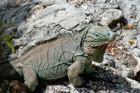 Blue iguana Stock Photos
