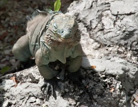 Blue iguana Stock Photos
