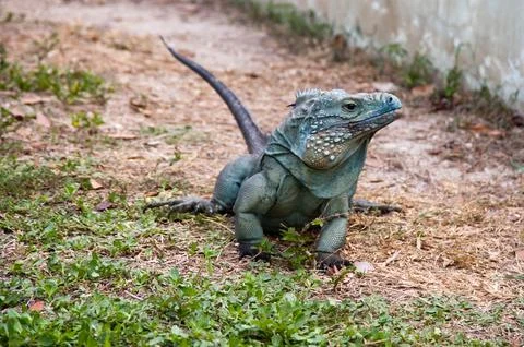 Blue iguana Stockfoto's