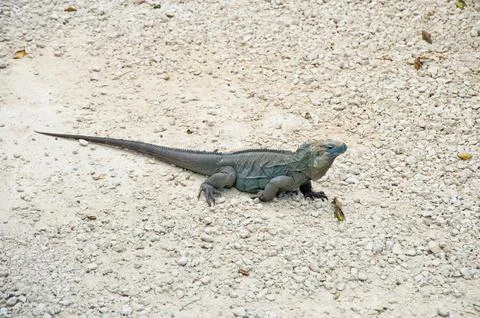 Blue iguana Фото
