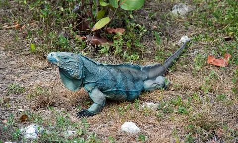 Blue iguana 库存照片