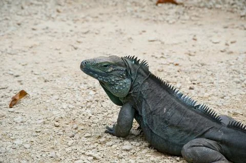 Blue iguana Stock Photos