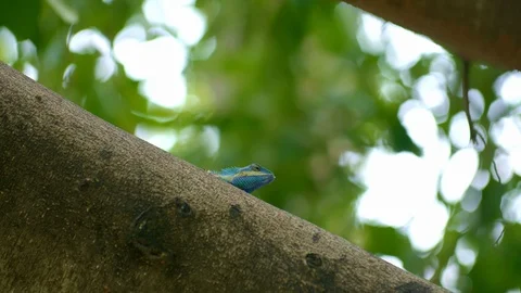 Blue iguana is sitting on a tree branch with blurred tree background Video stock 115071955