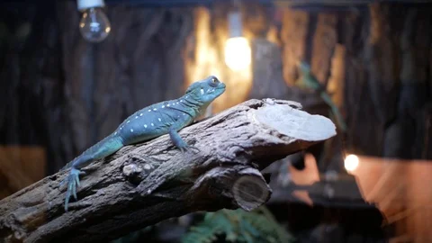 Blue iguana in terrarium Stock Footage 99615879