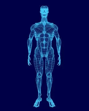Blue image of a human body with a skeleton on the side. The body is in a 3D form Stock Illustration