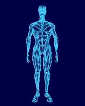 Blue image of a human body with a skeletonized appearance. The image is of a man Stock Illustration