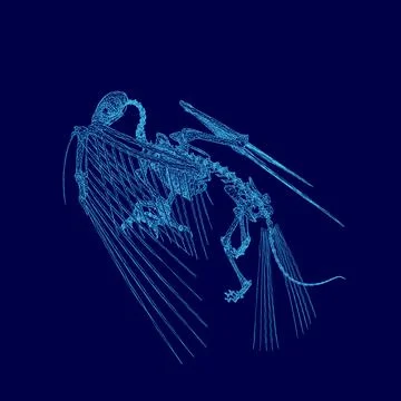 Blue image of a skeleton bird with a long tail. The bird appears to be flying, Stock Illustration