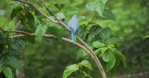 Blue Indian Ringneck Parakeet Flying Away from Mulberry Branch in Slow Motion Видео 338415005