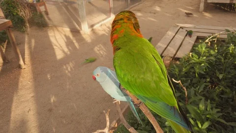 Blue Indian Ringneck Parakeet perching below a south american green parrot Video stock 122036446