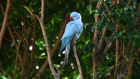Blue Indian Ringneck Parakeet, Psittacula krameri manillensis; seen Video stock 155667487