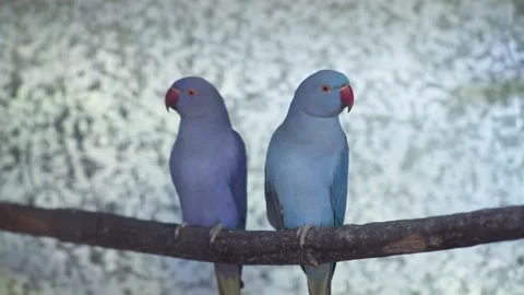 Blue Indian Ringneck Parrots Side by Side Video stock 330851255