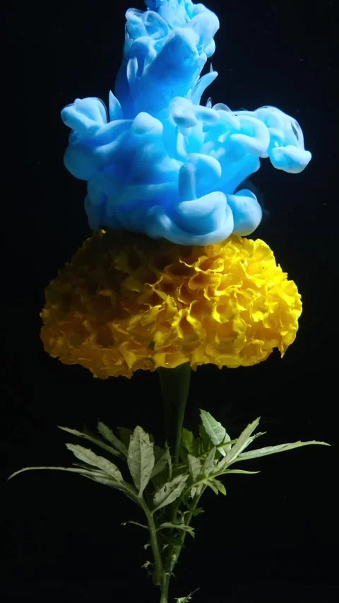 Blue Ink Flows On Yellow Flower Underwater On Black Background Stock Footage 271346301