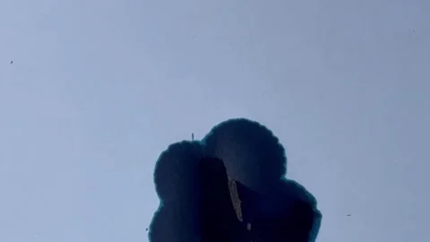 Blue Ink Splatter close up Stock Footage 252019532