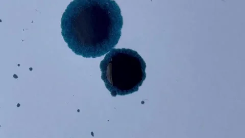 Blue Ink Splattering close up Stock Footage 252019531