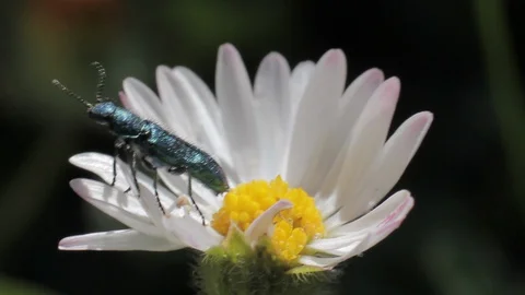 Blue insect on a daisy Stock Footage 129914638