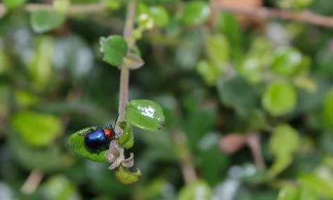 Blue insect perched on a small tree. Stock Photos