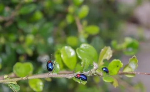 Blue insect perched on a small tree. Foto stock