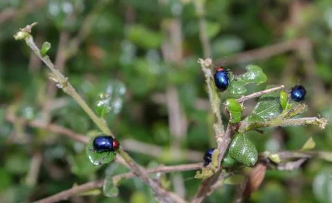 Blue insect perched on a small tree. Stock Photos