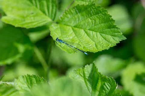 Blue insect perches on a green leaf Stock Photos
