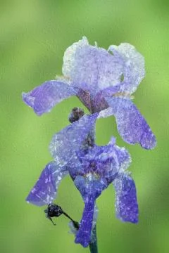 Blue iris abstract view, distressed layer over the picture Stock Illustration