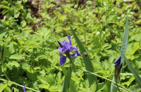 Blue iris and flying bumblebee Stock Photos