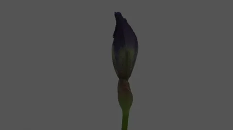 Blue Iris Blooming Stock-Footage 64825849